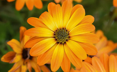Calendula Extract