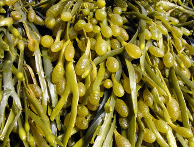 Brown Algae (Ascophyllum Nosodum)