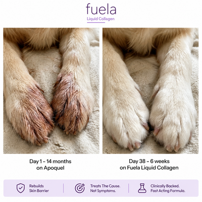 Fuela Premium Liquid Collagen