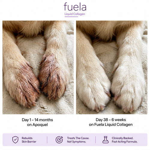 Fuela Premium Liquid Collagen