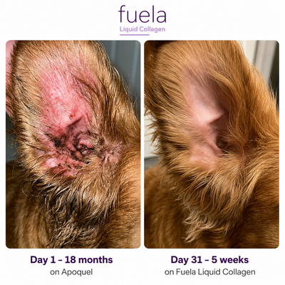 Fuela Premium Liquid Collagen